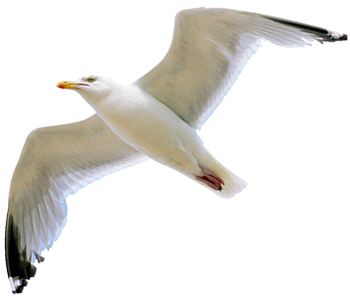 mouette-charente-maritime